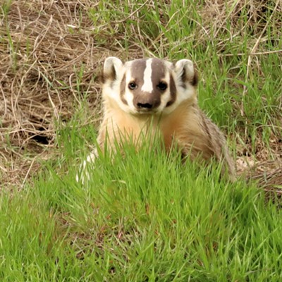 Stan Gibbons photographed this plush looking badger from the side of Silcott Road in Asotin County back in April. (4/23/2023)