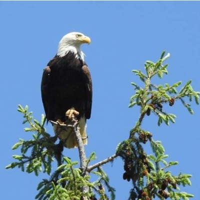 Bald Eagle