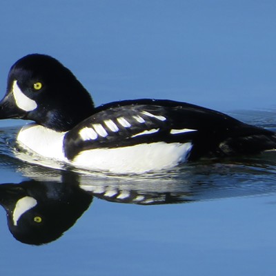 I happened upon this "reflective recluse" Saturday December 23rd while walking on the Snake River bike path. He was floating silently on the Snake River just North of Lewiston Grain Growers. Though he appears all black/white, his head was actually more purple, but did not show up as such in the pic. I love his perfect reflection & felt fortunate to catch that just before he took flight!