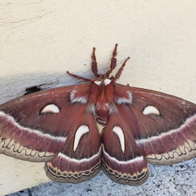 Beautiful huge moth