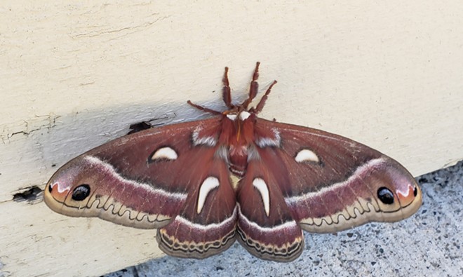 Beautiful huge moth