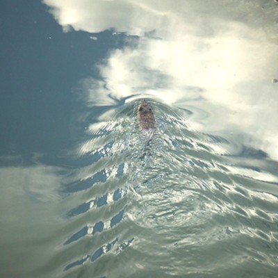 Beaver regains territory in Paradise Creek in Moscow.