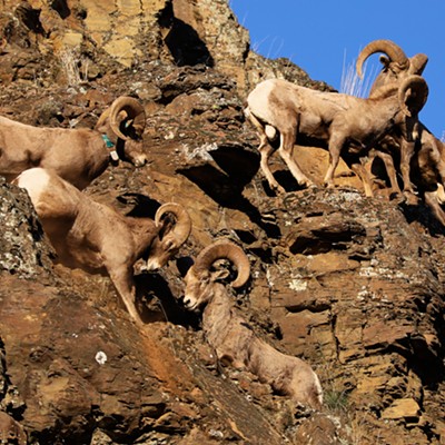 Bighorns