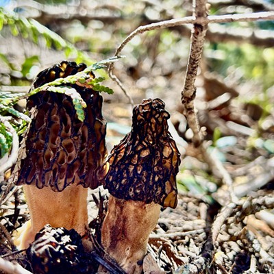 Black Morels