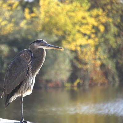 11-01-15 by Gail Craig of Lewiston on the Lewiston Levee bike path. Blue Heron.