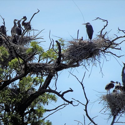 Blue Herons and Babies in Nests