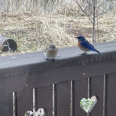 Western Bluebirds have returned and knocked at our windows to let us know this pair has returned. They are picking out their favorite birdhouse before the swallows return to the area. This picture was taken on May 1st just as the insects they love to munch on are coming out. Our home is at 3,000 feet on Moscow Mountain and perfect for the bright blue little friends.