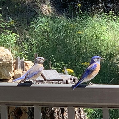 Two bluebirds on our Deck railing in Viola. Saturday May 11, 2024.