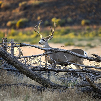 Buck wearing off velvet.  Lewiston, Idaho