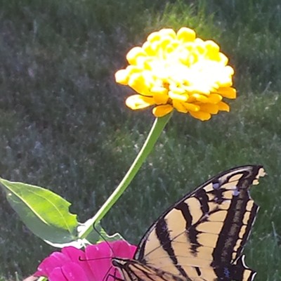 Butterfly in flower garden