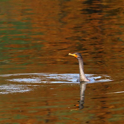 Cormorant