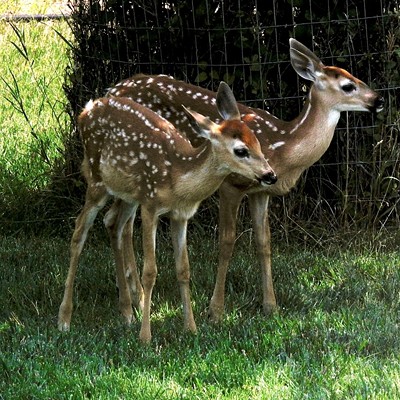 These whitetail twin fawns made an appearance while we were visiting our friends, Lou and Ann, in Darby, MT on 8/10/24.