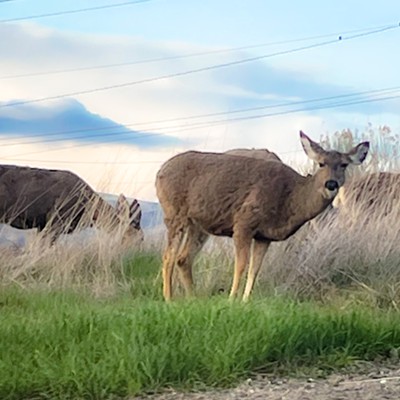 Deer feeding