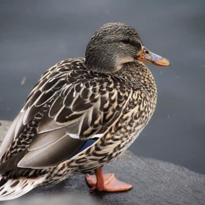 Just a duck enjoying the sun before heading to the water. Just fluffing up his feathers and taking the sun in on a nice day