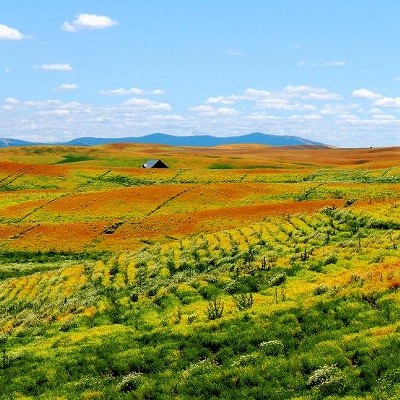 Enjoying the Palouse summer scenery today