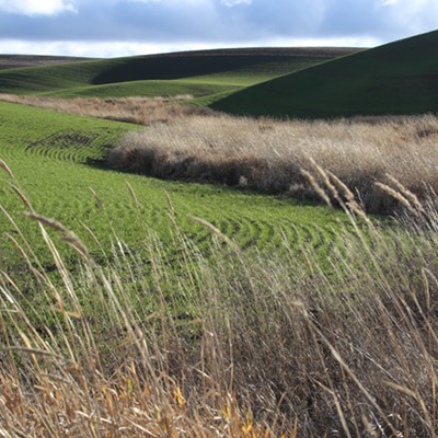 Evergreen Fields