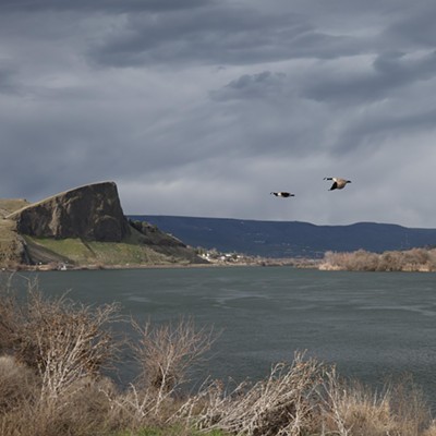 Geese Across the Snake