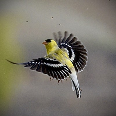 Gold Finch