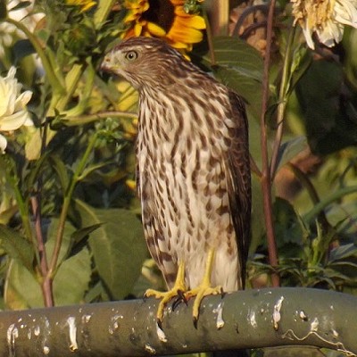 A young Goshawk sitting in my garden. Debbie Allen photographer, taken September 2015.