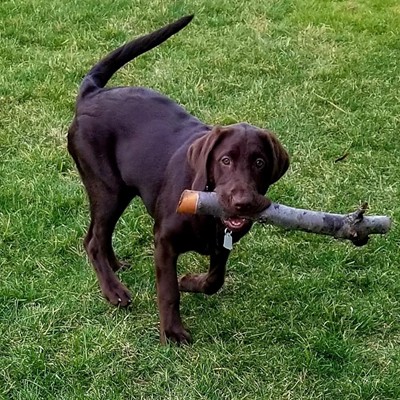 Got me a big stick!