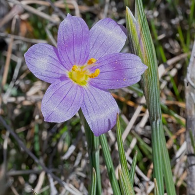 Grass Widow in Bloom