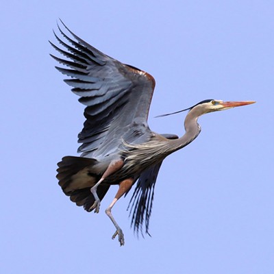 Heron