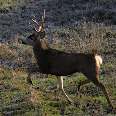 Stan Gibbons photographed this mule deer prancing on a hillside off of Lindsay Creek Road on 10/29/2023.