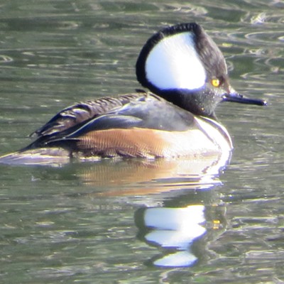 I happened upon this discrete duck Saturday December 23rd while walking on the Snake River bike path. He was bobbing/weaving in the small pond just south of the blue interstate bridge. It was amazing to see him change the shape of his head (plume) as he moved about the pond!