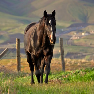 Another view of the horse next door.