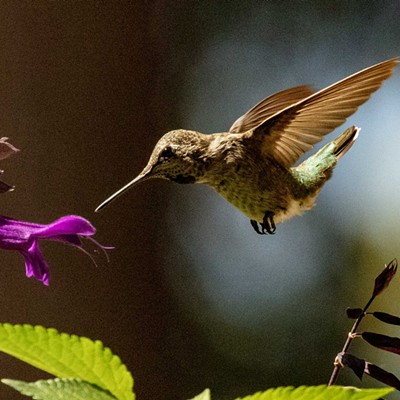 Hummer in Flight