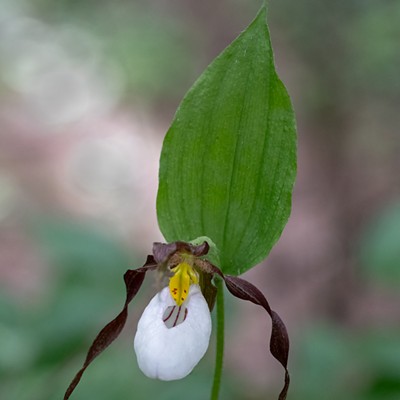 Lady Slipper