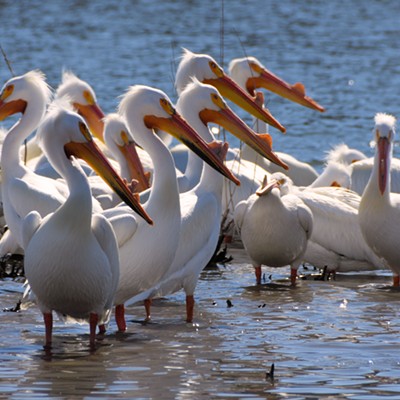 "These days it seems like it's just one big bill after another..." says Stan Gibbons of Lewiston about his photo taken at Swallows Boat Launch on 4-20-22.