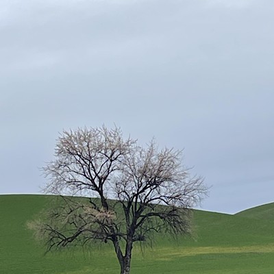 We went for a Sunday drive and spotted this tree on Leland Road in Clearwater County. It gave us a smile as the pollen laden branches in the midst of a green field were about to burst forth in welcoming the Spring weather. But our hopes were dashed the next day as the temperatures dropped, the winds picked up speed and snow hit the higher elevations. All to remind us that February in still Winter.