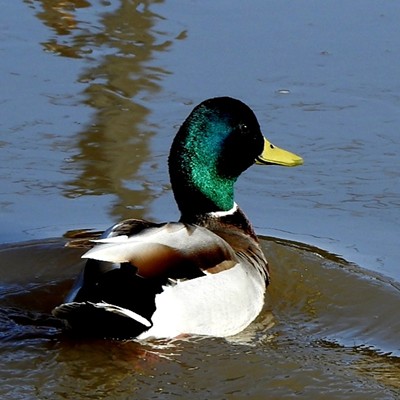 Mallard Duck