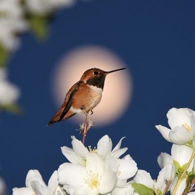 With the moon behind him, a rufous hummingbird perches on a syringa bush at my home in Lewiston. Photo by Stan Gibbons on 6-3-2020.