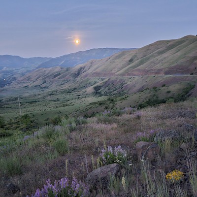 Moon over white bird