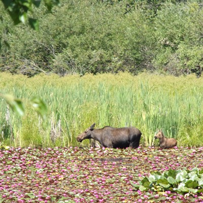 moosemom and babe