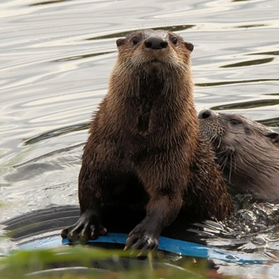 Otters