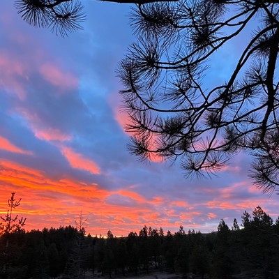 Peeking through the Ponderosa Pines as the Sun Set