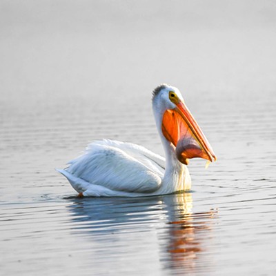 Pelican fishing