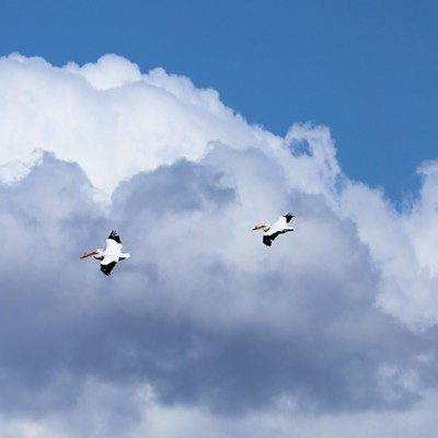 Stan Gibbons says the weather of March 30, 2024 over the Snake River appeared to be slightly cloudy with a chance of pelicans.