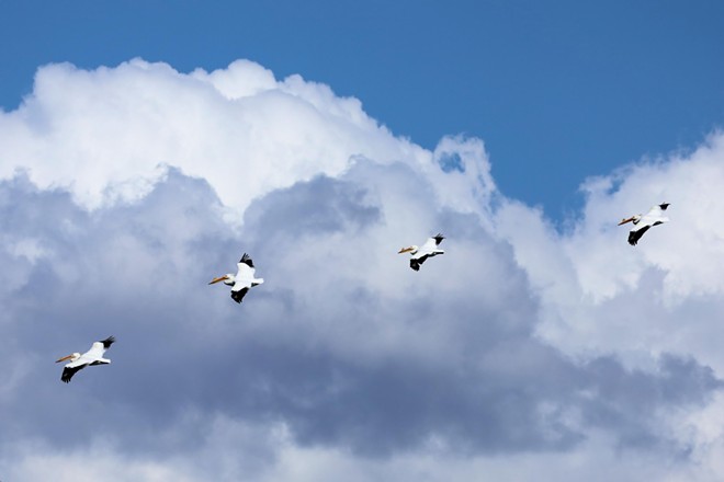 Pelican patrol