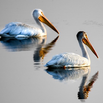 2 Pelicans at Mann Lake,  July 29, 2024