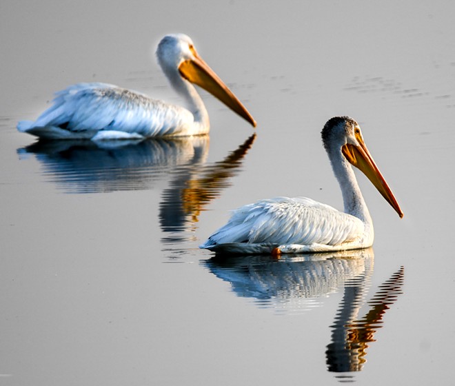 Pelican peace