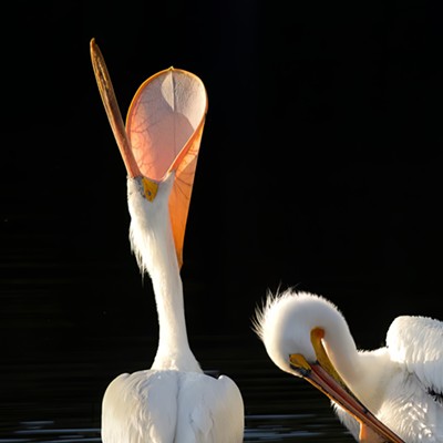 Pelican on the Snake River displaying a huge yawn, beneficial for capturing bugs.