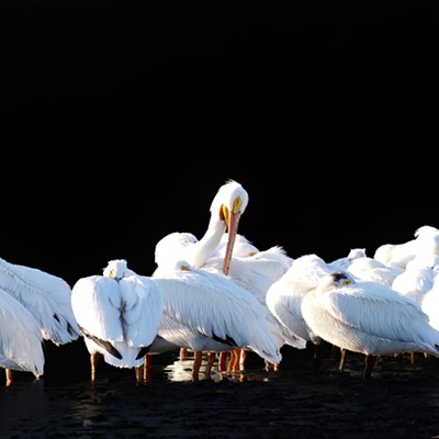 Pelicans. Taken 5-15-23