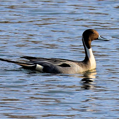 Pintail