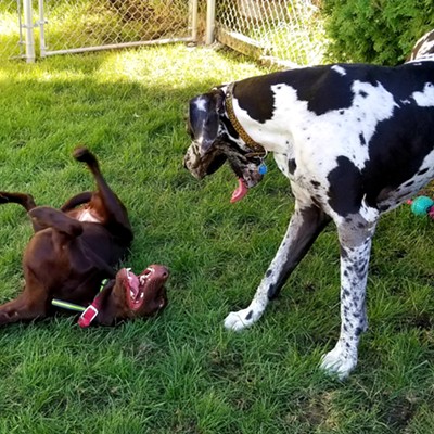 Our daughter Christi was up from Boise, on Sept. 13th, and we got to babysit for our Great Dane grandpuppy Klaus, for a few days while she attended a conference in Moscow. Our 9 month old Labrador, Schatzi, loved every minute. We’re not sure what was so funny, but they certainly did! Picture taken by Sue Young, on 9/13/23, at our home in Lewiston.