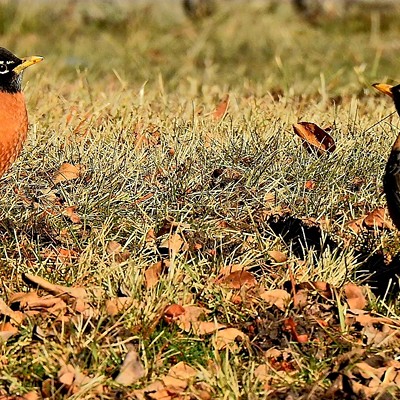 Robins