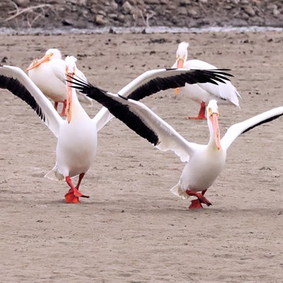 Stan Gibbons captured this impromptu dance performance near Swallows Park boat launch on April 21, 2023.